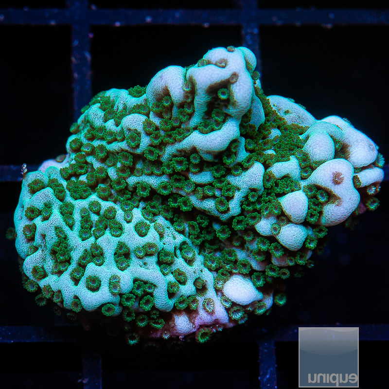 Mint Montipora 59 23.JPG