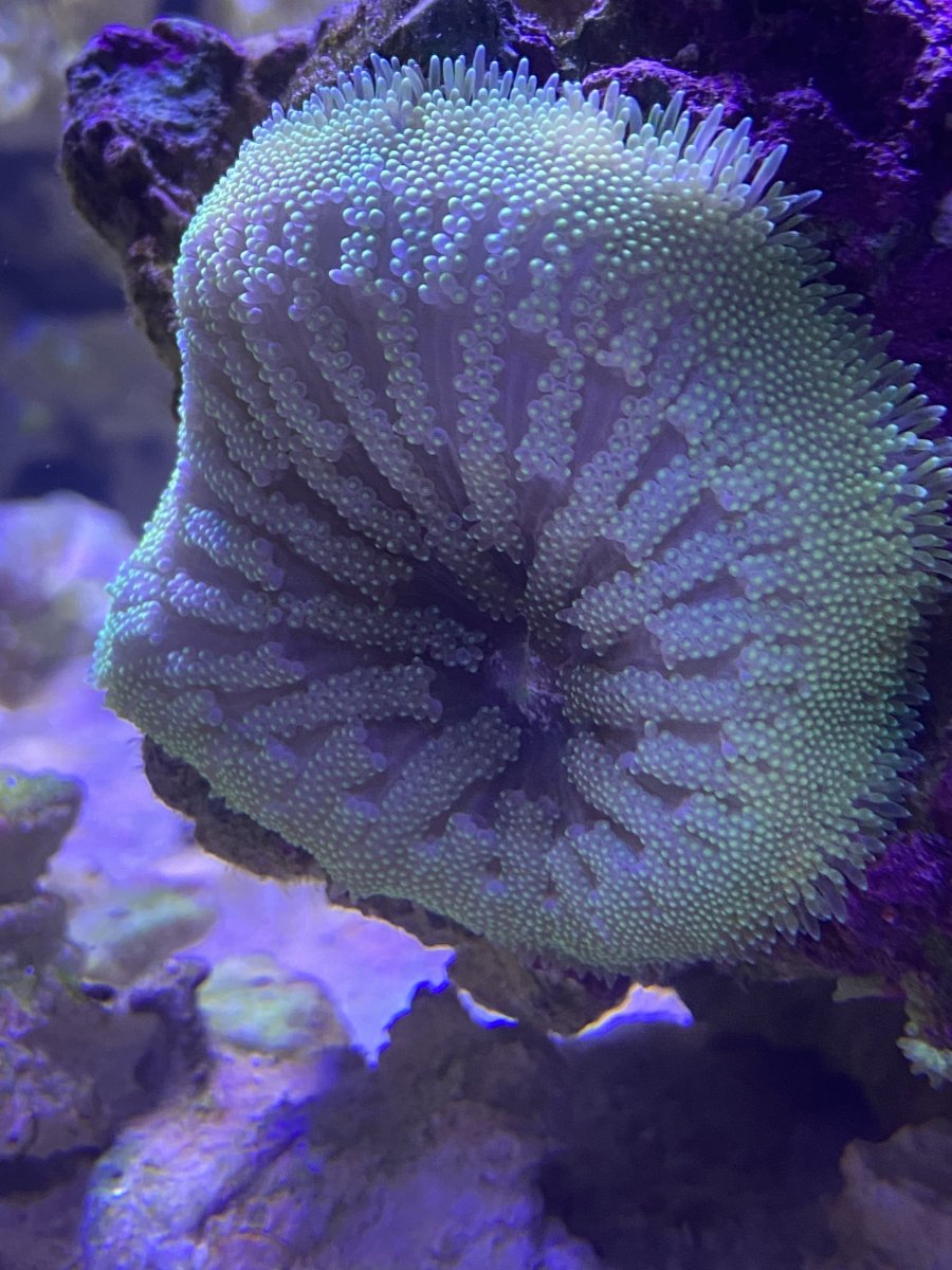 minty anemone.jpeg