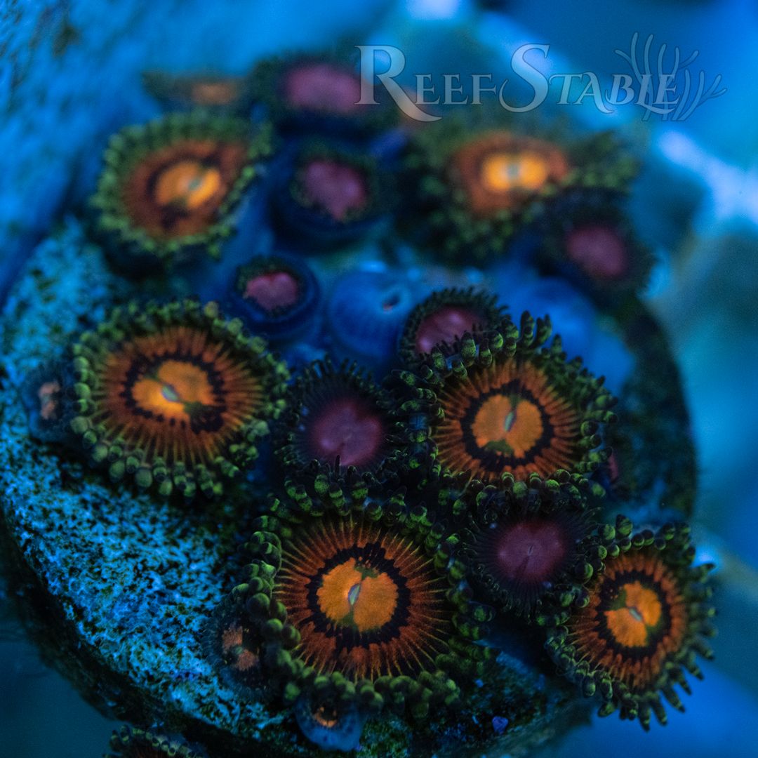 mixed-zoa-garden.jpg