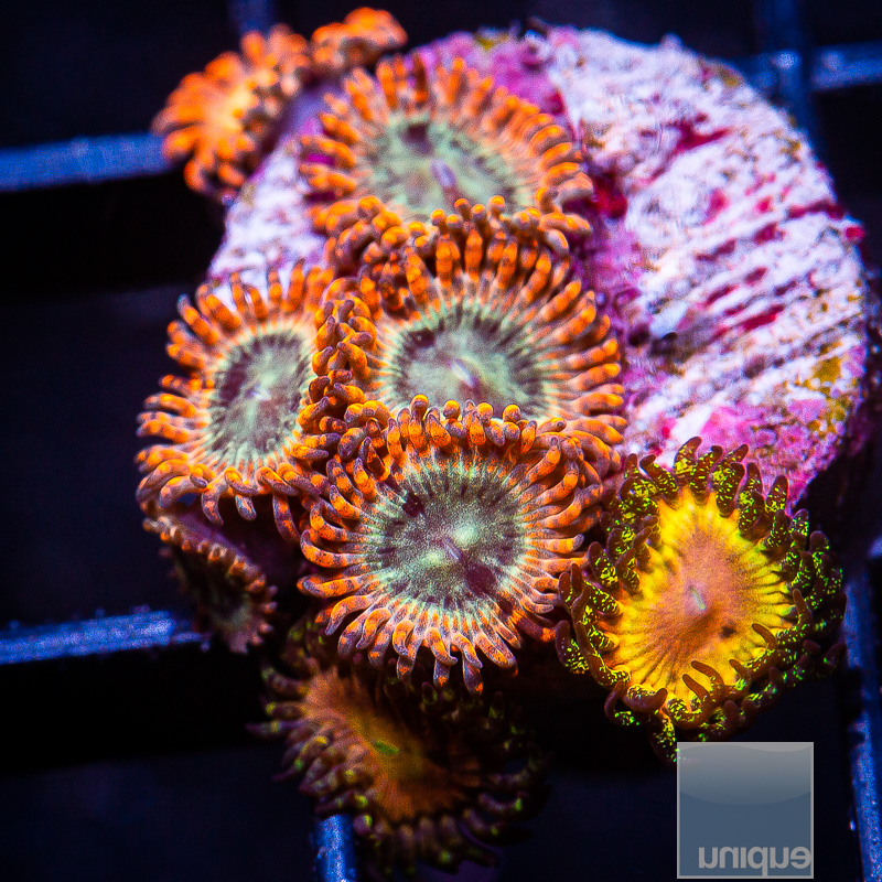 Mixed Zoanthids 79 36.JPG