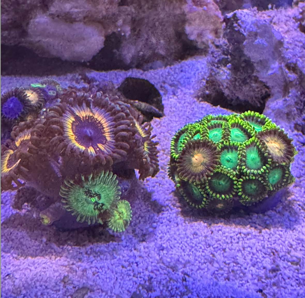 Mixed Zoas 1.png