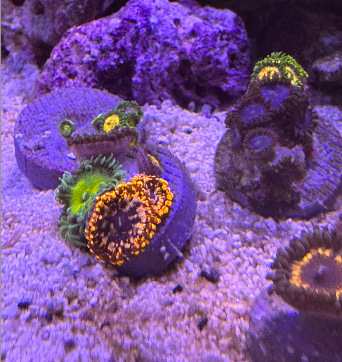 Mixed Zoas 2.png