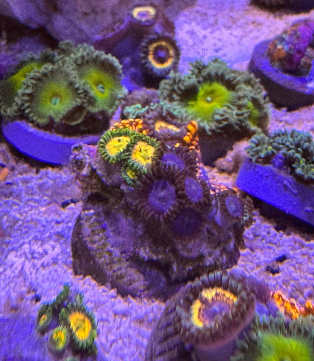 Mixed Zoas 3.png