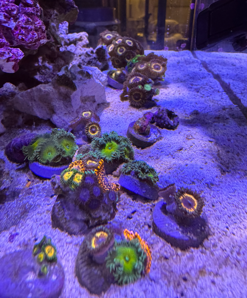 Mixed Zoas 4.png