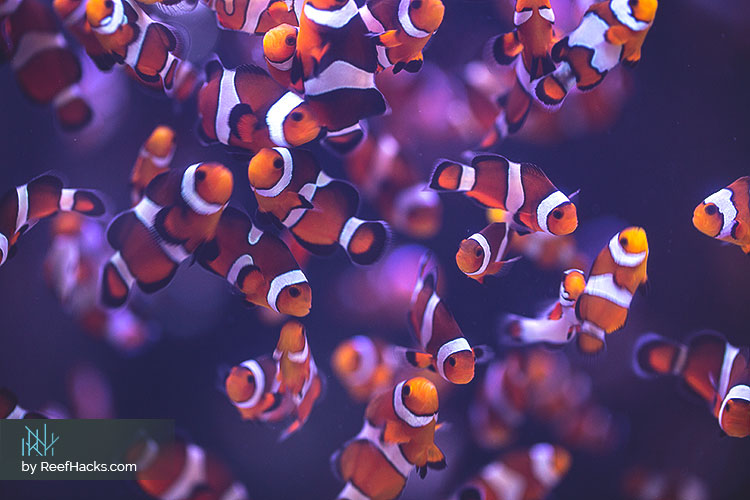 Mocha-Clownfish.jpg