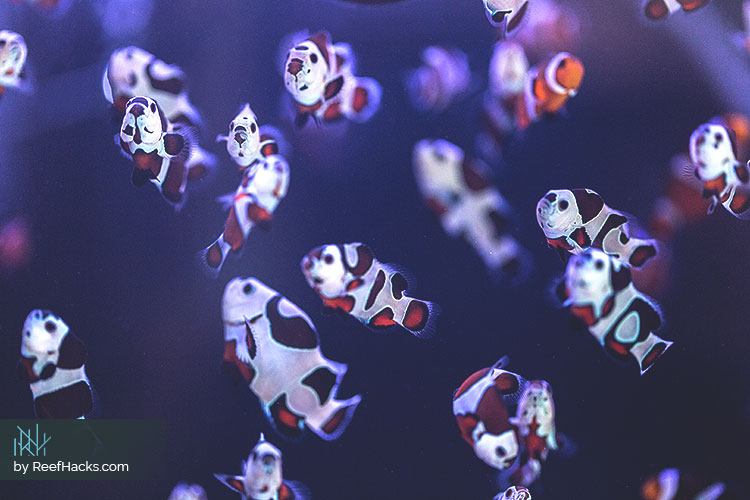 Mocha-Storm-Clownfish.jpg