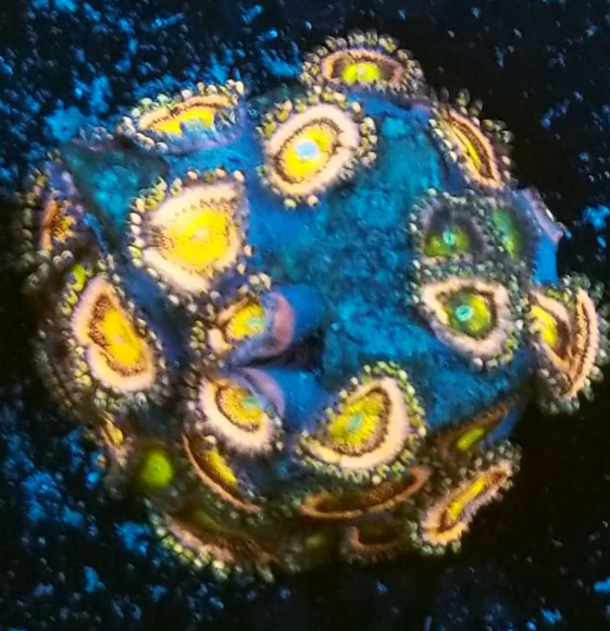 Mohawk Zoas.png