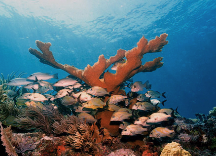 molasses-reef-corals-19565.jpg