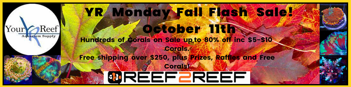 Monday Fall Flash Sale.jpg