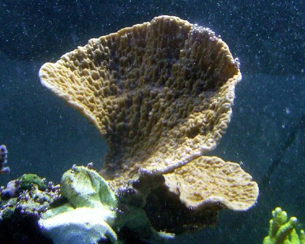 Montipora-crassituberculata1-kl.jpg