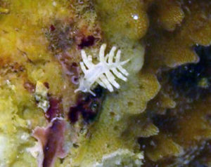Montipora-Eating-Nudibranchs-300x238.jpg