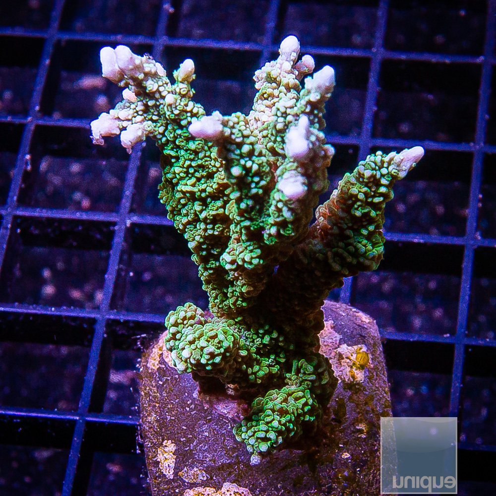 Montipora Elkhorn 59 14.JPG