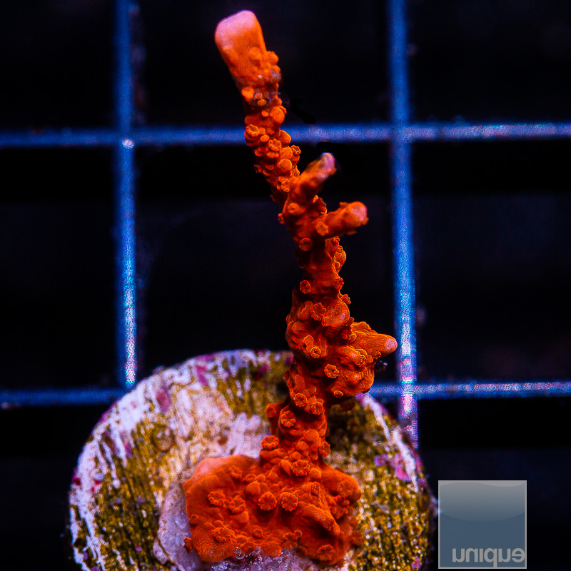 Montipora Hirsuta 69 32.JPG