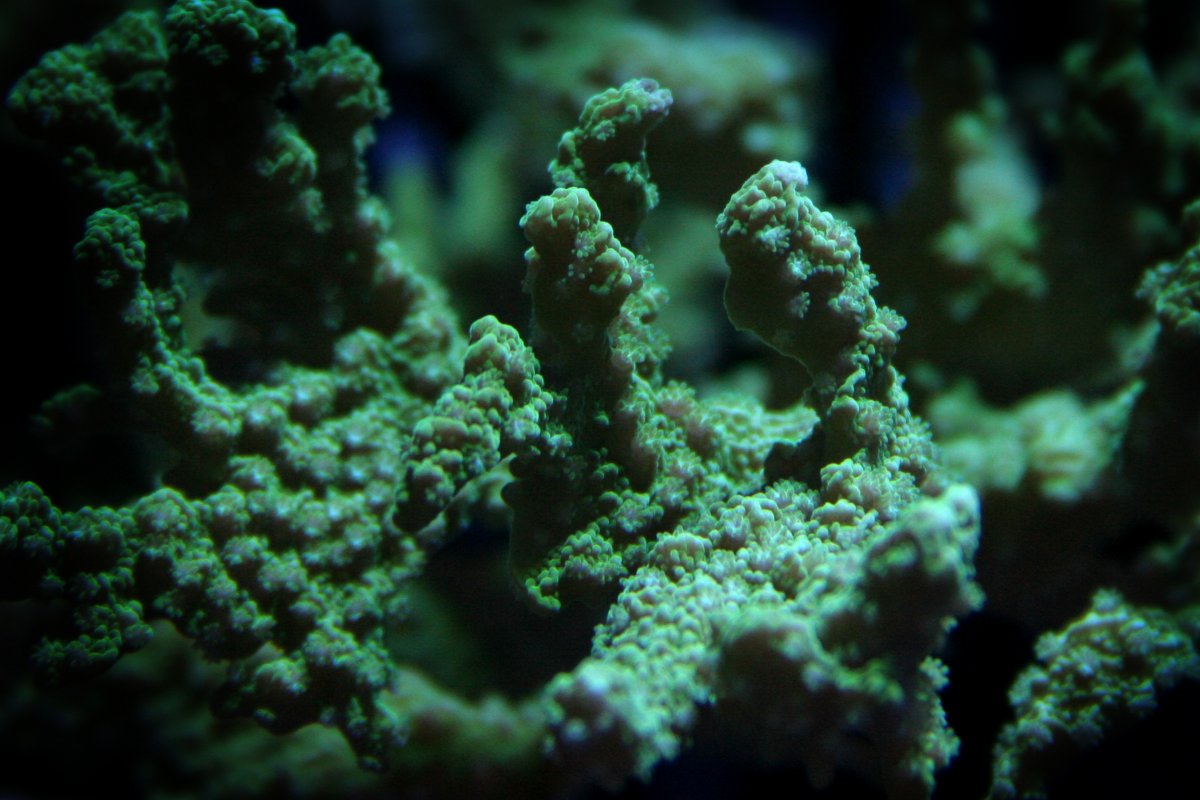 Montipora Hirsuta.JPG