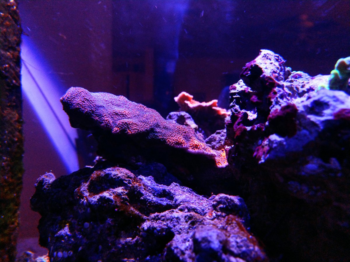 montipora.jpg