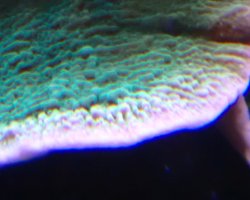 montipora.jpg