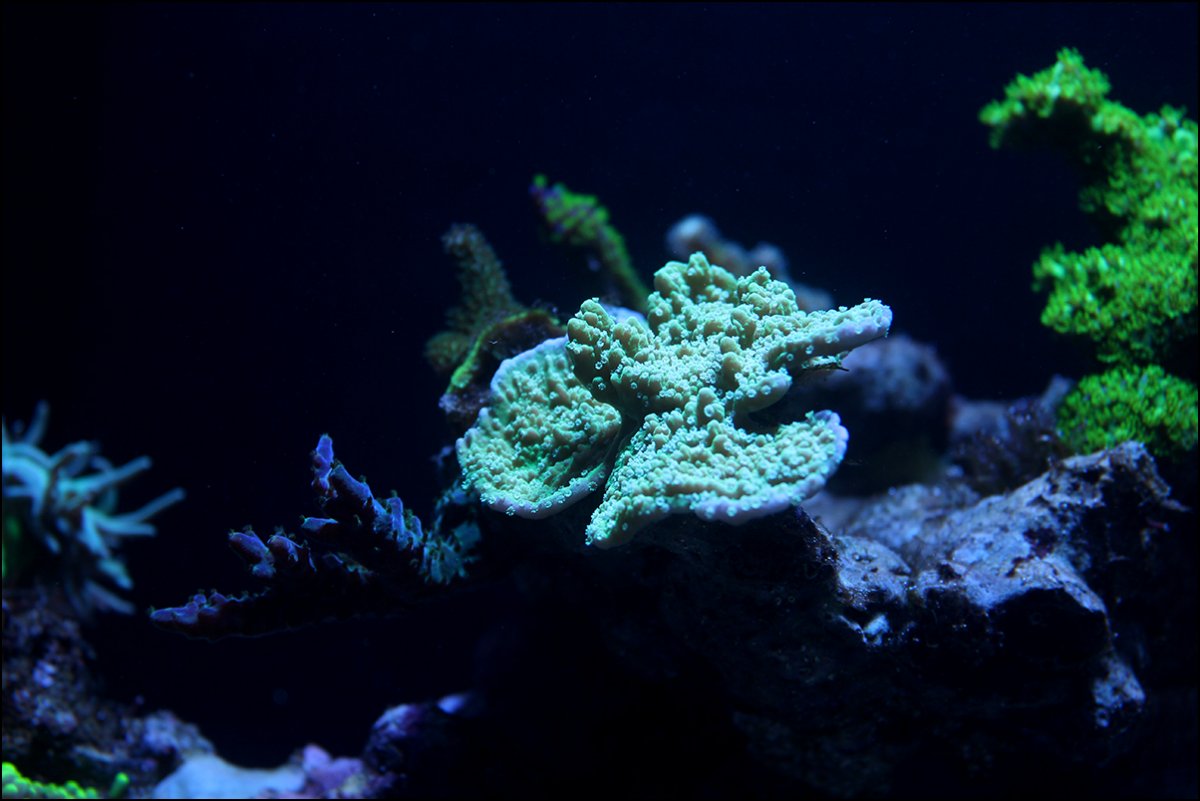 montipora.jpg