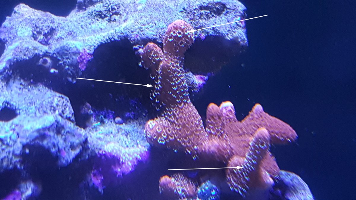 montipora.jpg