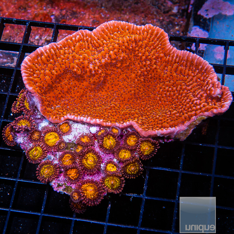 Montipora Mix 119 82.JPG