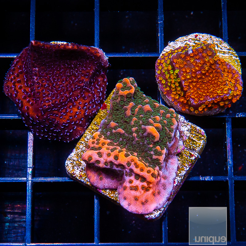 Montipora Pack 99 56.JPG