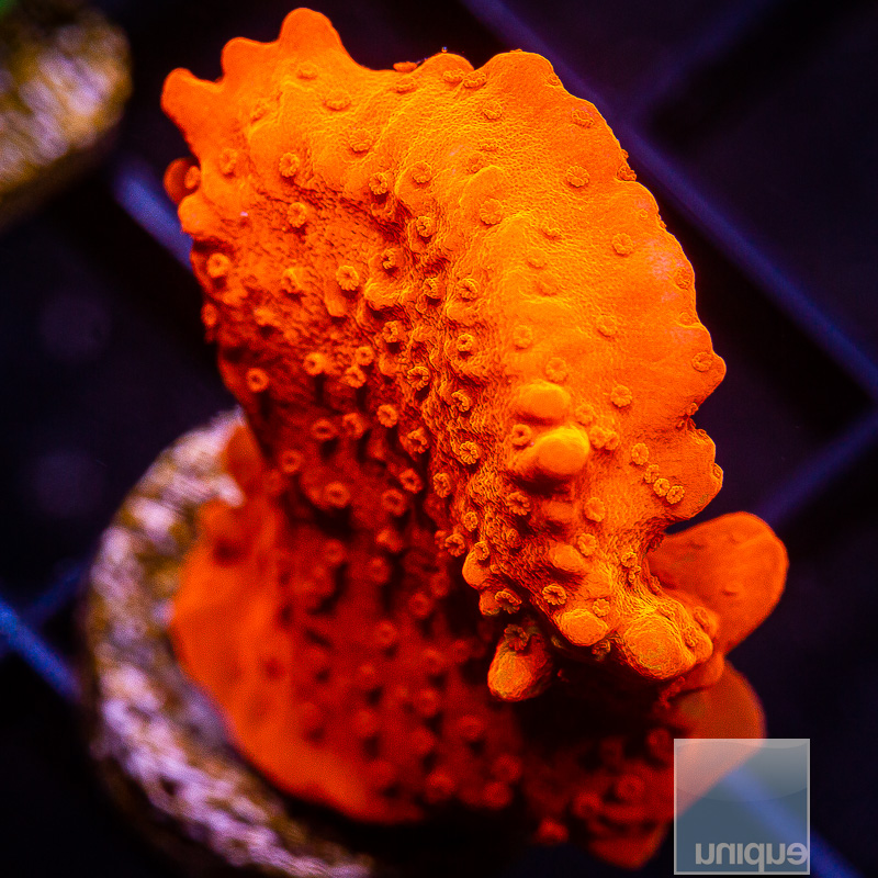 Montipora Setosa 79 46 (1).JPG