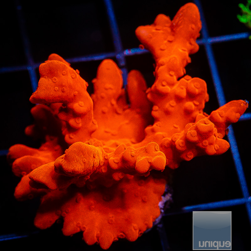 Montipora Setosa 79 46.JPG