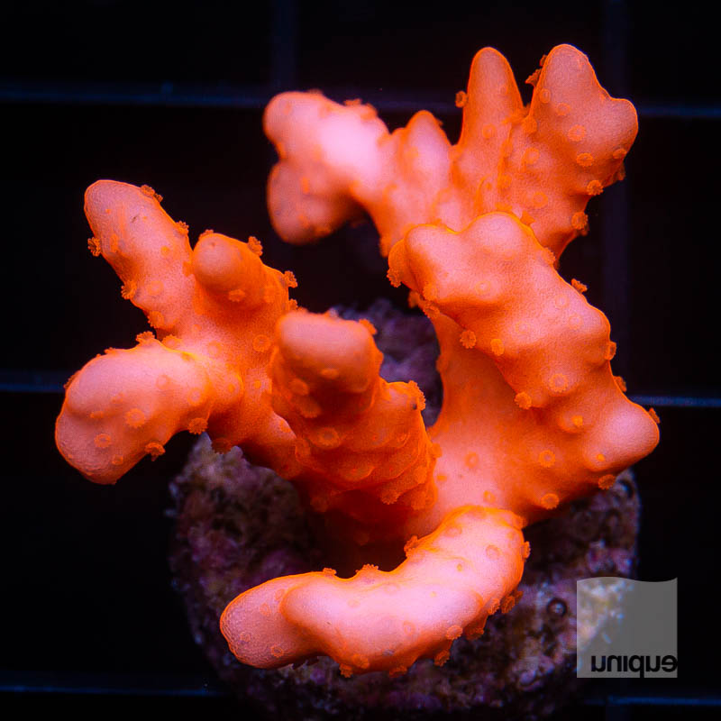 Montipora Setosa 79 56.jpg