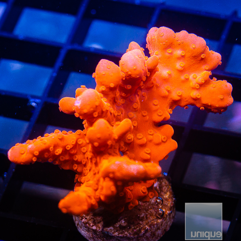 Montipora Setosa Chunk 79 46.JPG