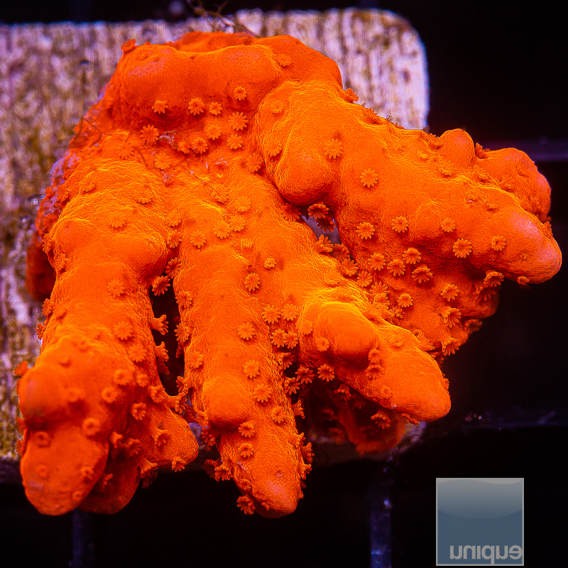 Montipora Setosa Chunk 99 65.JPG