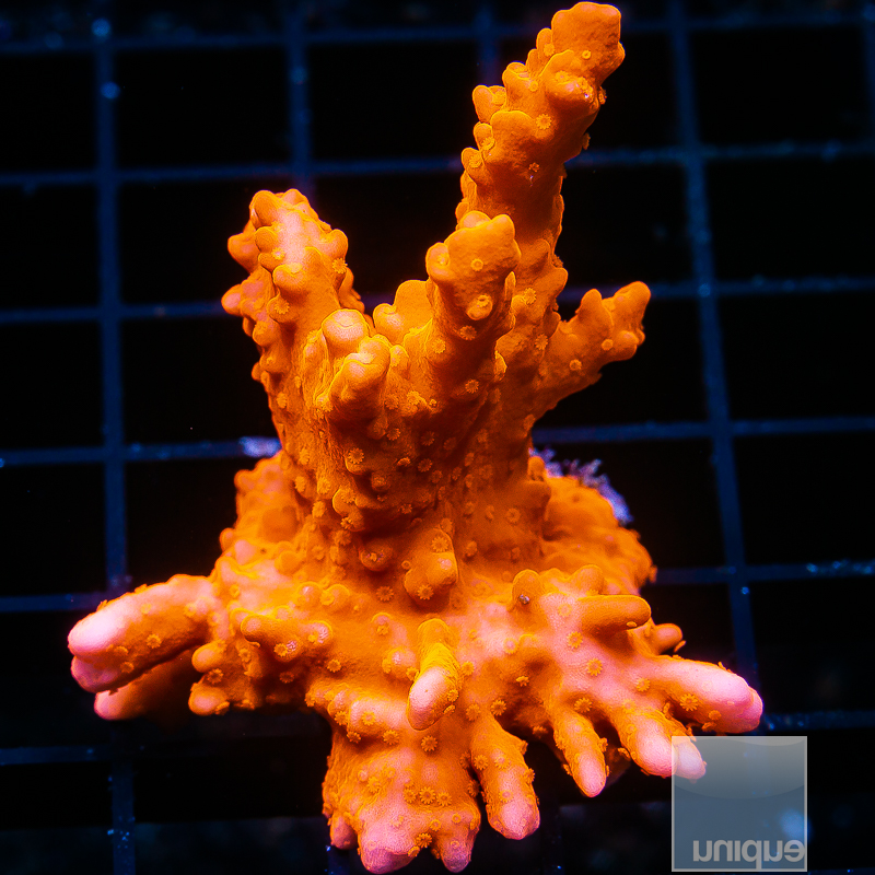 Montipora Setosa Growout 129 88.JPG