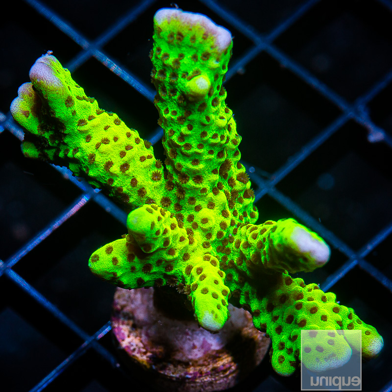 Montipora Spongodes 44 28.JPG