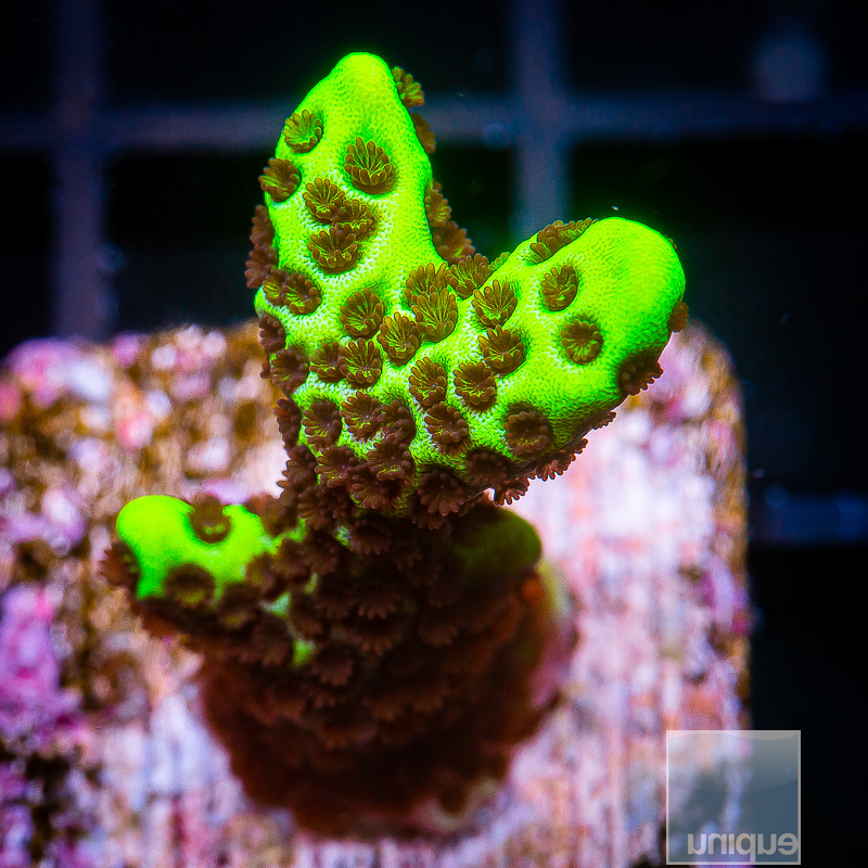 Montipora Spongodes 49 21.JPG