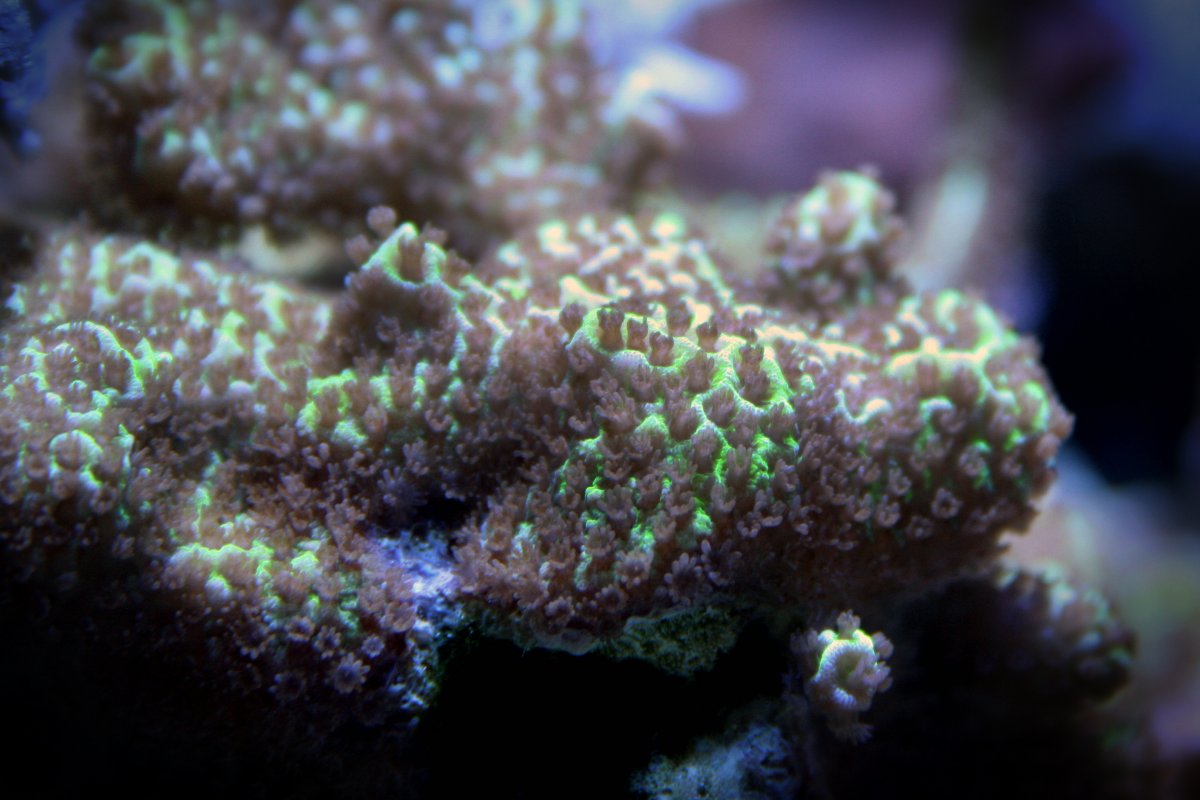 Montipora Spongodes.JPG