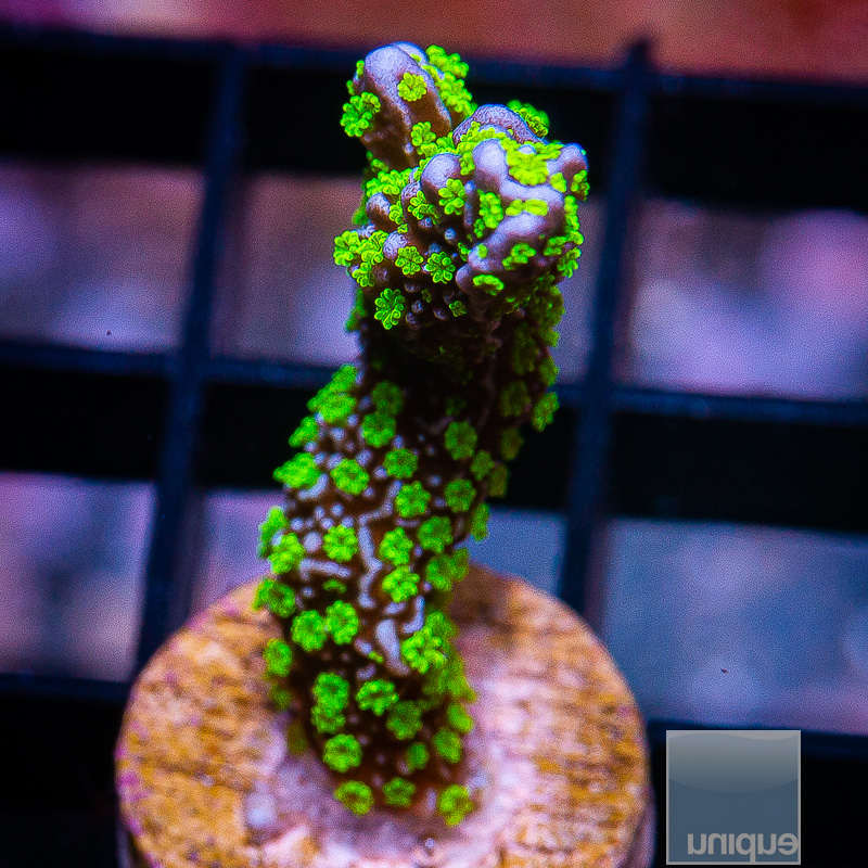 Montipora Stellata 59 26.JPG