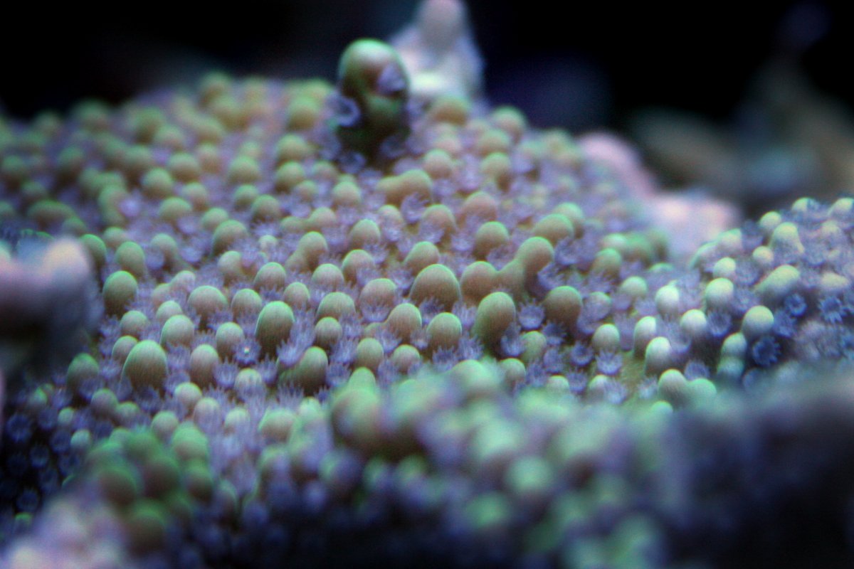 Montipora Vurracusa.JPG