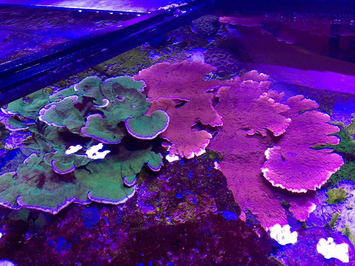 montipora300.jpg