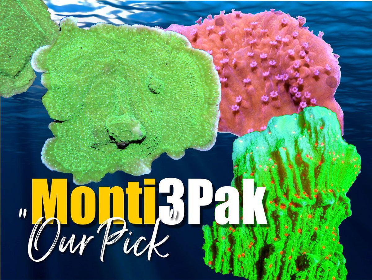 Montipora3Pak_1200x.jpg