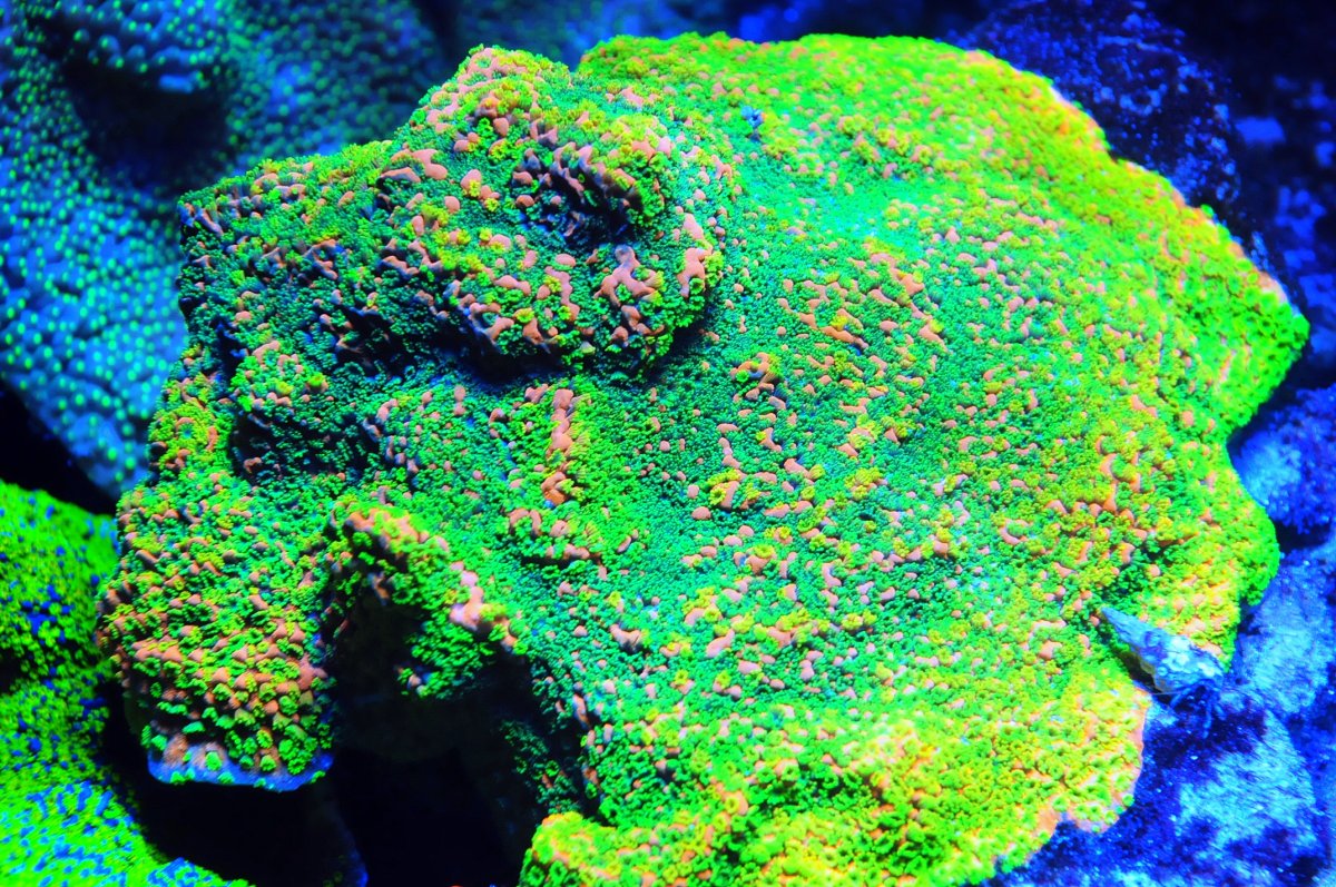 montipora_2.jpg