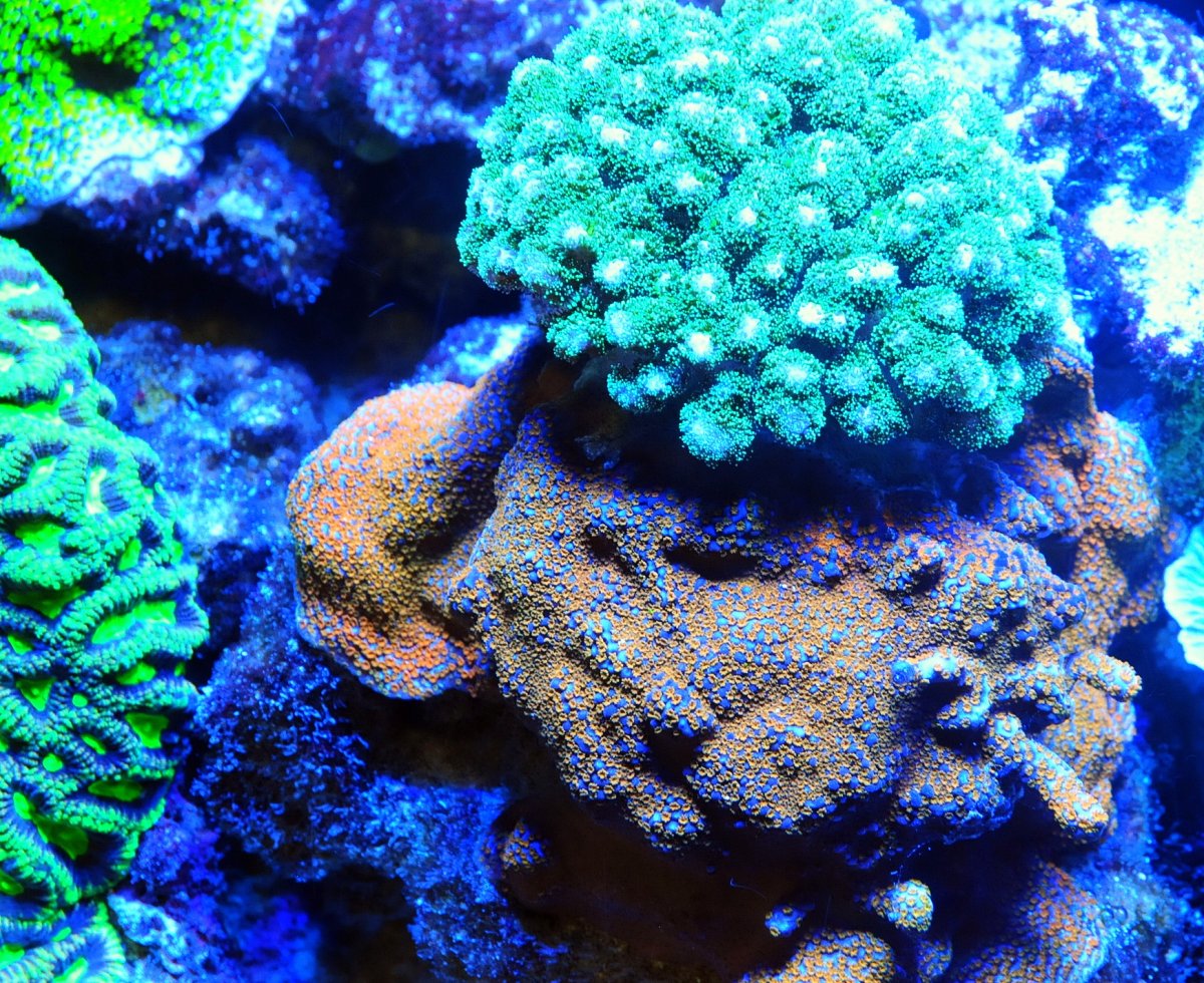 montipora_3.jpg