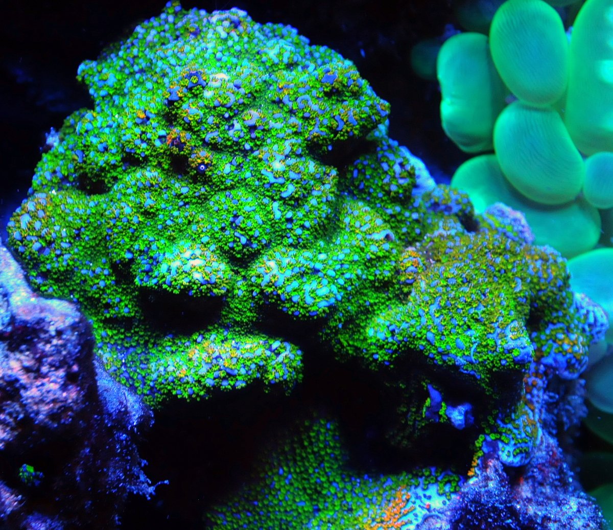 montipora_4.jpg