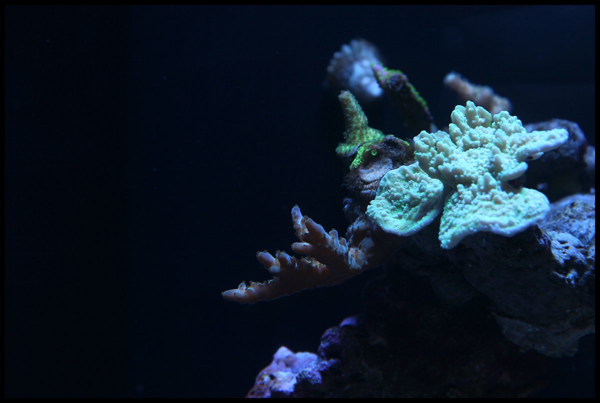 montipora_acropora.jpg