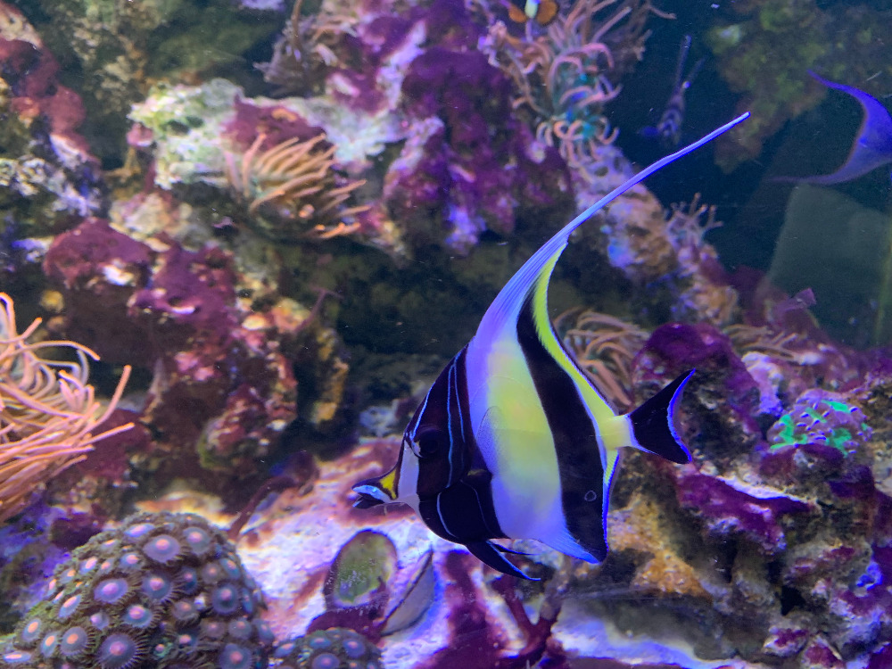 moorish idol pic.jpg