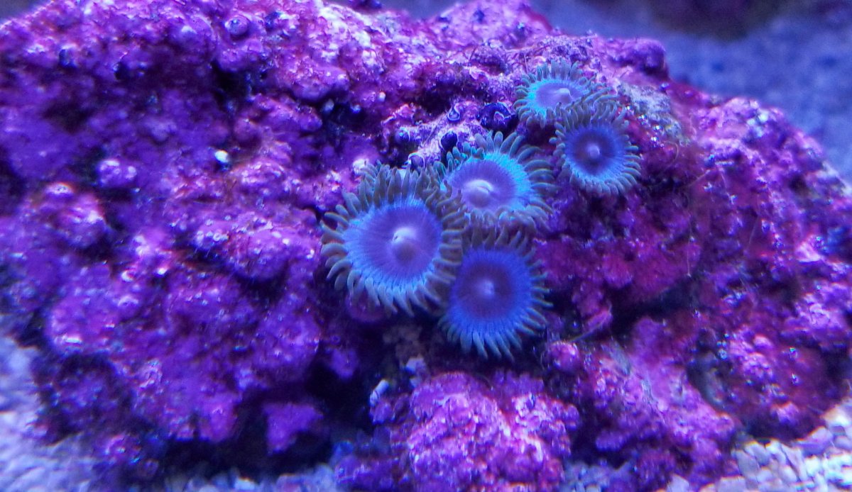 Morning glory zoa (1 of 1).jpg