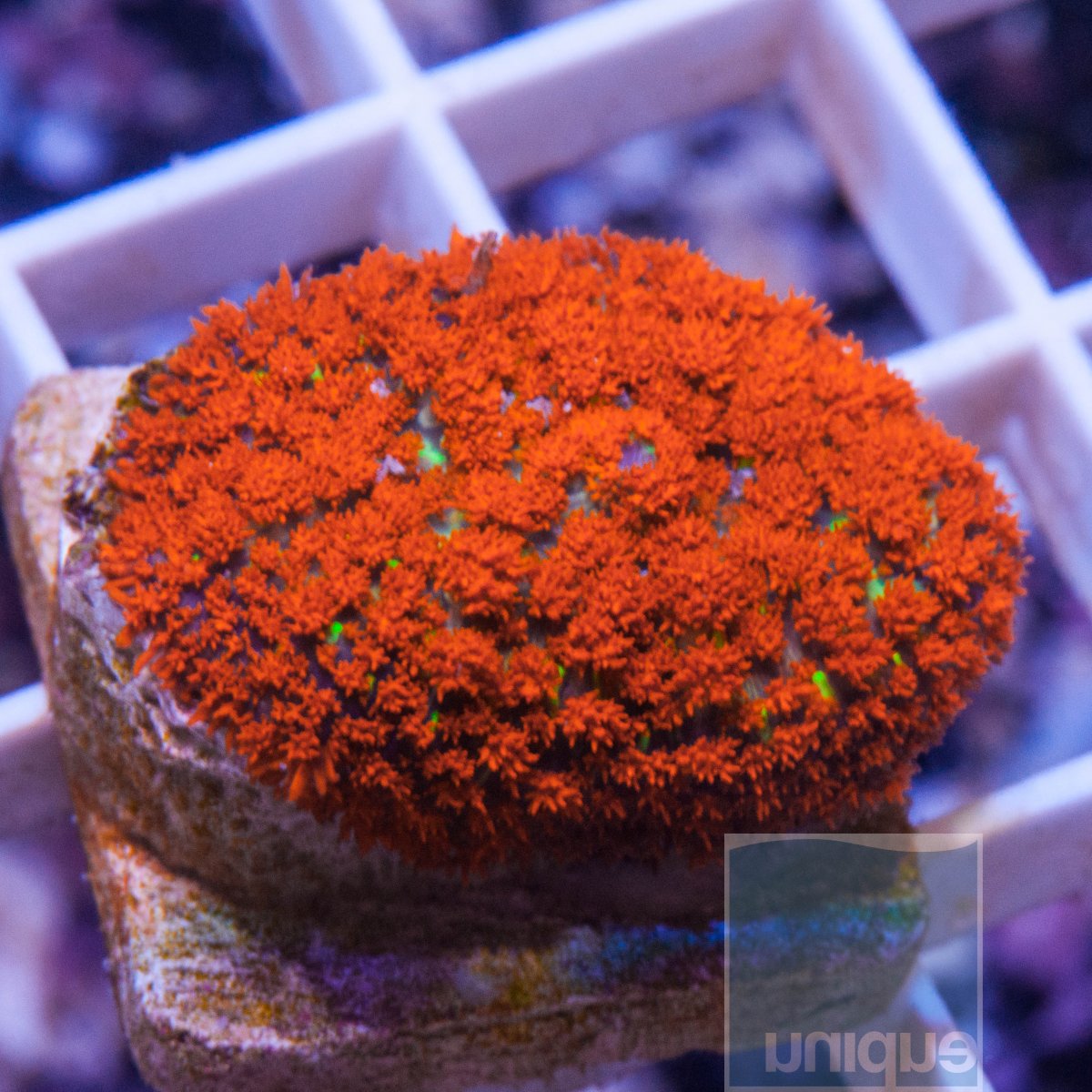 MS-1-bright-orange-rhodactis-50.jpg