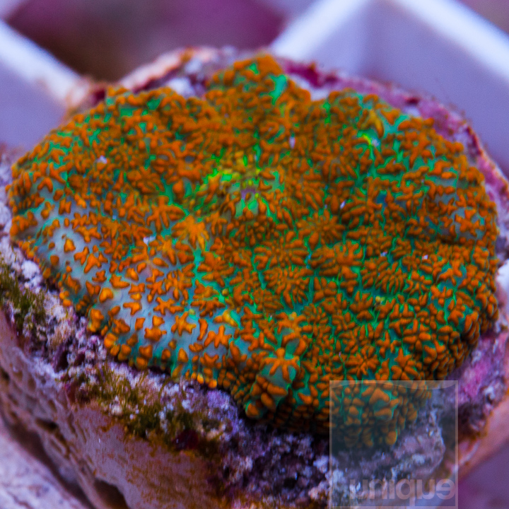 MS-1-orange-green-rhodactis-25.jpg