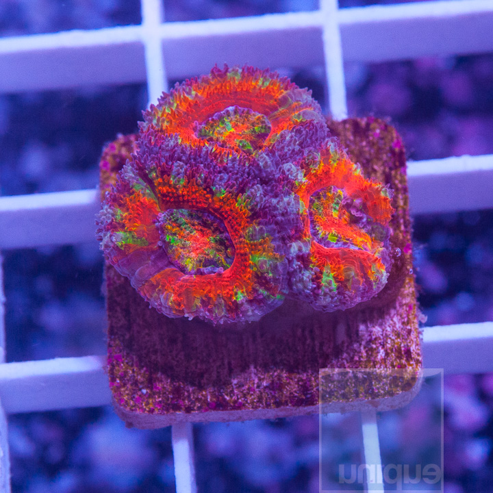 MS-1-rainbow-acan-frag-60.jpg