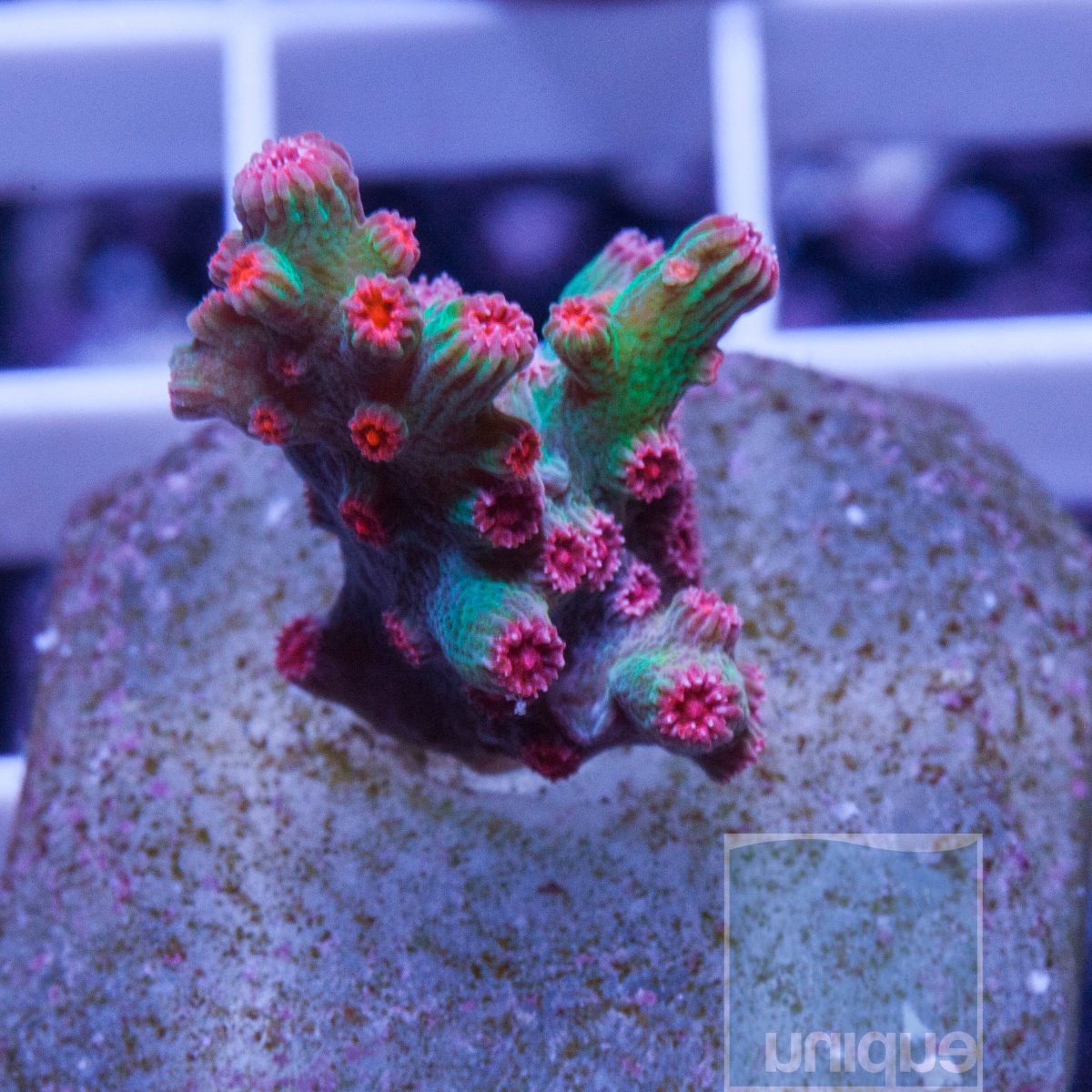 MS-1-red-branching-cyphastrea-50.jpg