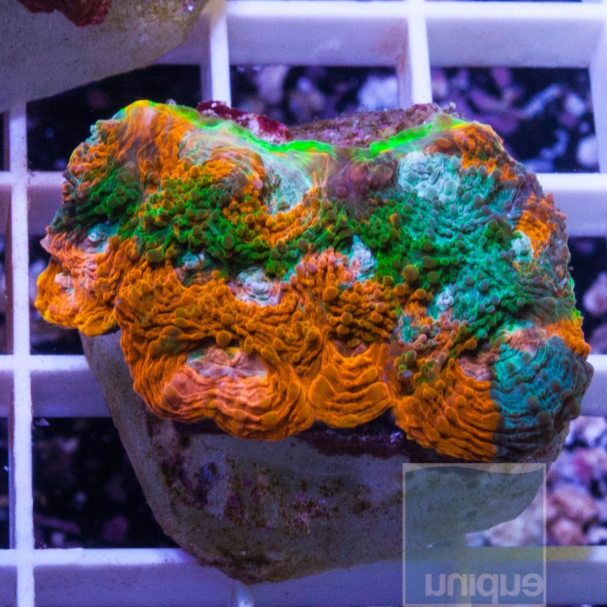 MS-1half-agent-orange-acan-echinata-45.jpg