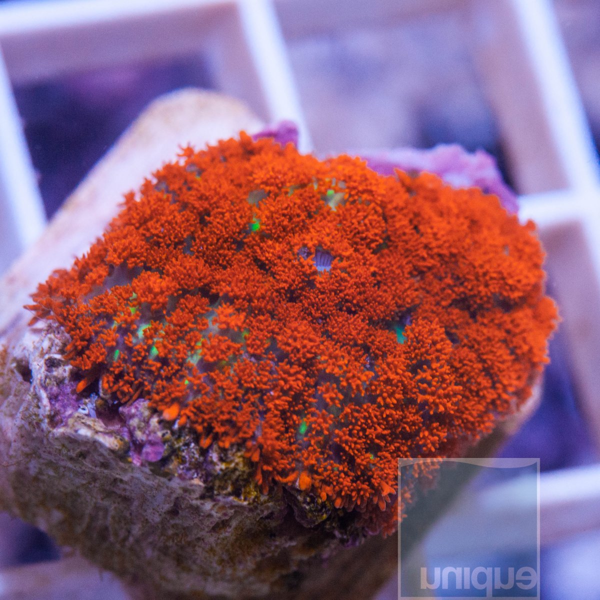 MS-1half-bright-orange-rhodactis--50.jpg