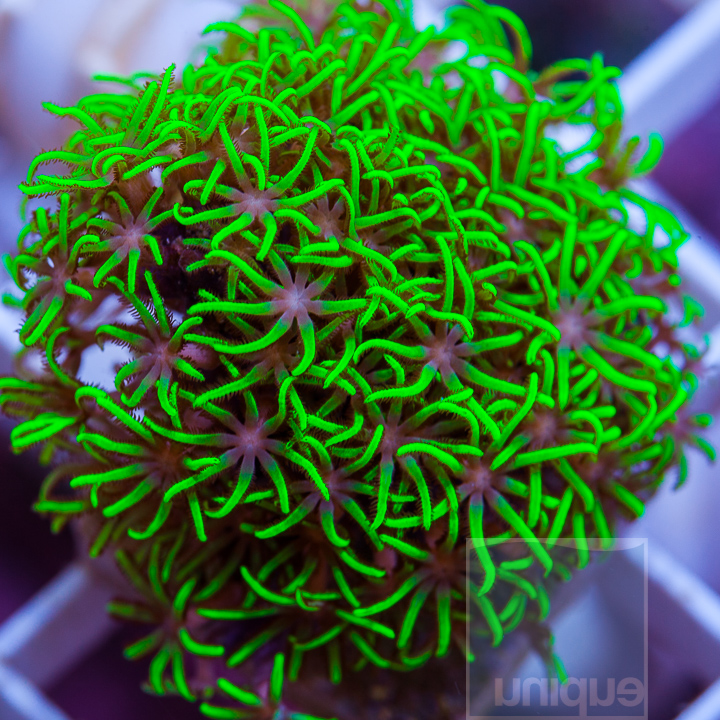 MS-1half-electric-green-star-polyps-20.jpg